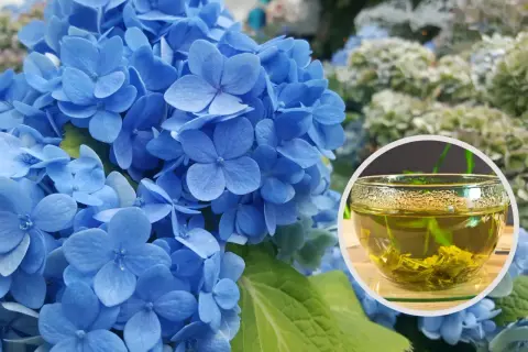 Niebieskie hortensje i filiżanka zielonej herbaty. Fusy z herbaty mogą być świetnym nawozem do roślin, zwłaszcza tych, które lubią kwaśną glebę, jak hortensje.