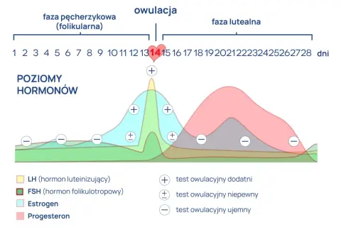 Wykres poziomu hormonów w cyklu menstruacyjnym. Estradiol badać najlepiej w fazie folikularnej, gdy jego poziom rośnie.