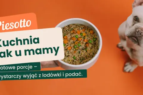 Czy kocia karma szkodzi psu? Fakty i porady eksperta.