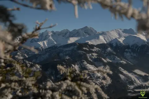 Zimowy widok na Tatry z ośnieżonymi szczytami i lasami. W oddali widać majestatyczne góry, a na pierwszym planie gałęzie drzew pokryte szronem. Widok z Rusinowej Polany.