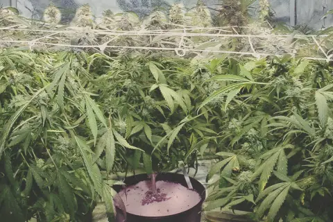 Piante rigogliose in un ambiente controllato, un vero bio heaven per la crescita.