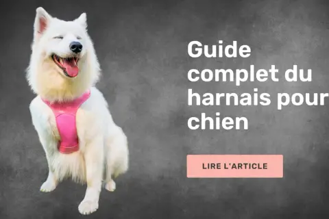 Un chien blanc heureux porte un harnais rose. Ce guide complet vous aide à savoir comment choisir un harnais pour chien.