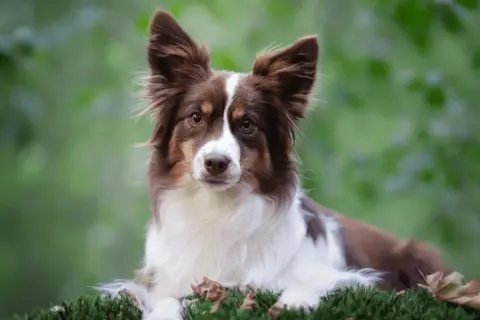 Piękny pies rasy border collie, jedna z wielu nowych ras psów, leży na mchu.