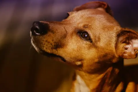 Primer plano de un perro marrón, con el hocico y el ojo visibles. Me pregunto por qué mi perro me mira fijamente.