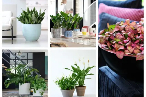 Rośliny doniczkowe cieniolubne: sansewieria, zamiokulkas, fittonia, monstera, skrzydłokwiat. Idealne do każdego wnętrza.