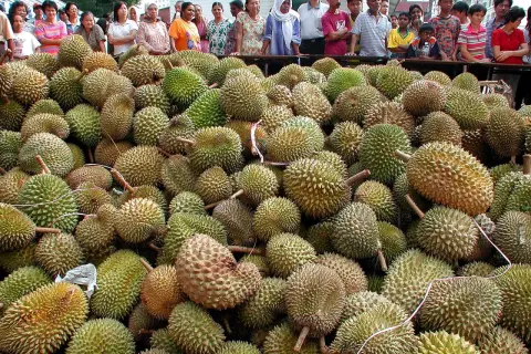 Enorm mängd taggiga durianfrukter ligger upplagda. Människor står bakom och tittar på den rikliga skörden av durian.