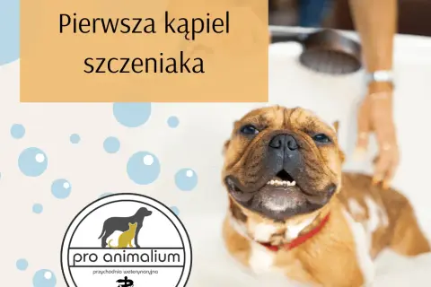 Pierwsza kąpiel szczeniaka: kiedy i jak bezpiecznie to zrobić?