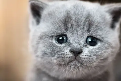Un gatito gris con ojos grandes y tristes parece que los gatos lloran.