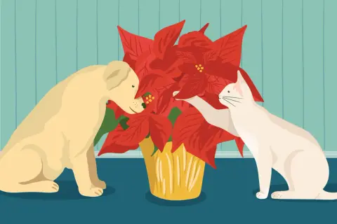 A curious dog and cat investigate a bright red poinsettia, prompting the question: are poinsettias poisonous?