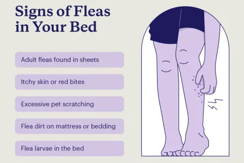 Signs of fleas in bed include itchy skin, red bites, and flea dirt. Illustration shows legs with bites.