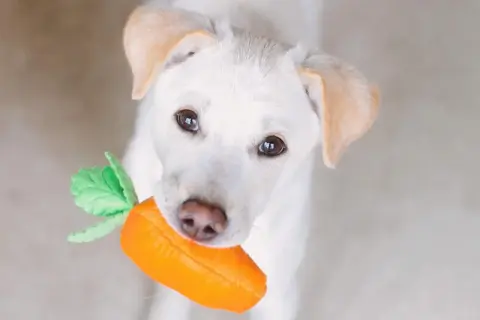 A white puppy holds a plush carrot toy, looking up with curious eyes. This image makes you wonder, "can dogs eat carrots?