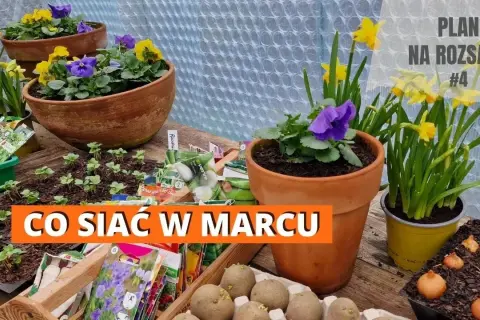 Co siać w marcu pod folią, aby uniknąć przymrozków i uzyskać plony