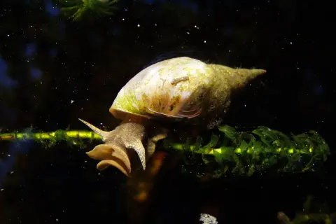 Une limnée des étangs, avec sa coquille spiralée, s'accroche à une plante aquatique verte dans l'obscurité.