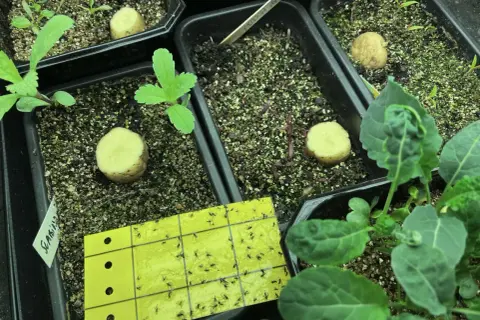Gul klisterfälla full med sorgmyggor, en metod för att bli av med sorgmyggor i krukor med plantor och potatisbitar.