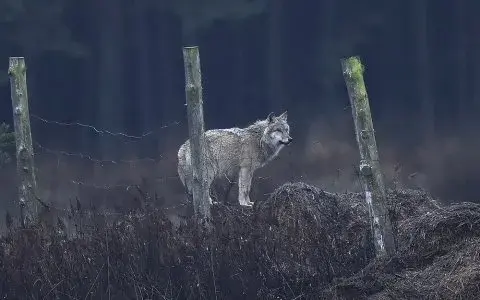 Tajemnice fauny ŚPN: Wilki, rysie i ponad 4000 gatunków