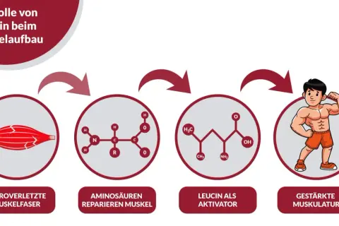 Schema zeigt, wie Aminosäuren Mikroverletzungen reparieren und Leucin den Muskelaufbau aktiviert. Wieviel Protein pro Tag Muskelaufbau unterstützt, wird hier visuell erklärt.
