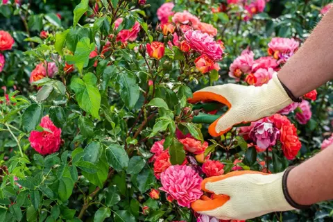 Manos enguantadas podan rosales en flor. Las tijeras cortan una rama, cuidando las rosas rosadas y anaranjadas.