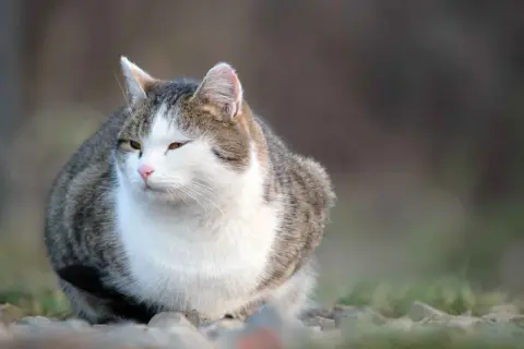 Gato atigrado blanco y gris, sentado al aire libre. ¿Cuántos años vive un gato gordo? Este felino parece saludable y feliz.