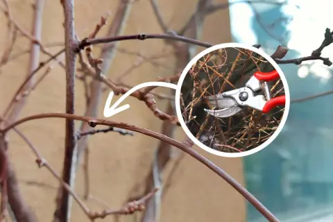 Przycinanie pędów mini kiwi. Strzałka wskazuje miejsce cięcia, a w okręgu sekator z czerwonymi rączkami.
