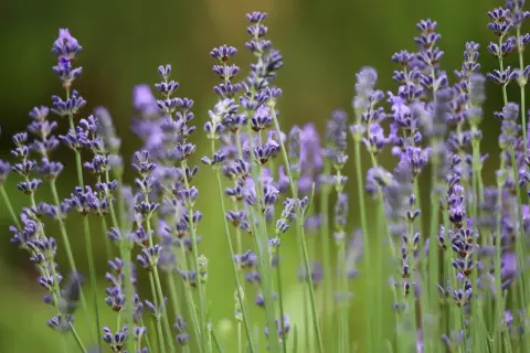 Fioritura lavanda in un campo verde, con spighe viola che si stagliano sullo sfondo sfocato.