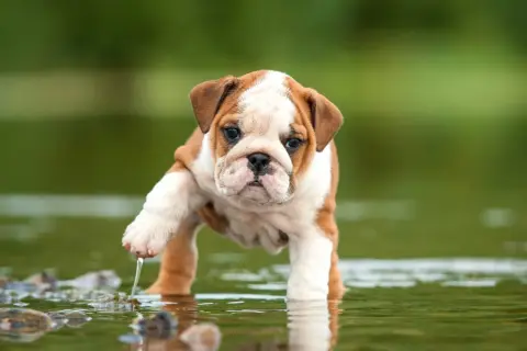 Un tierno bulldog inglés cachorro, con manchas marrones y blancas, se aventura en el agua, levantando una pata con gotas cayendo.