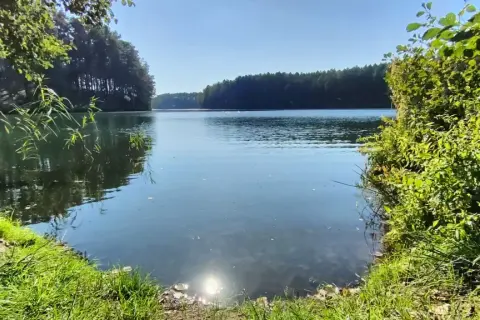 Spokojna tafla jeziora odbija błękitne niebo i gęsty las. Wokół bujna zieleń, trawy i krzewy tworzą malowniczy krajobraz dąbrówki leśnej.