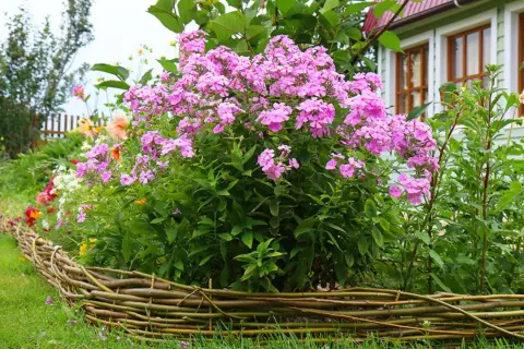 Ein üppiger Phlox-Standort blüht in einem Garten neben einem Haus. Der niedrige Weidenzaun umrahmt die bunten Blumen.