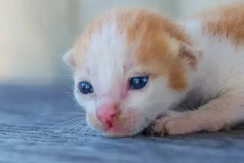 ¿Con cuántos días abren los ojos los gatos? Lo que necesitas saber
