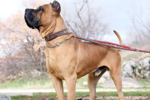 Imponente presa canario con collar de cuero y cadena, paseando con correa roja y verde.