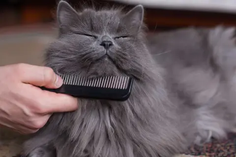 Un gatto grigio e peloso viene pettinato per sciogliere i nodi del pelo.