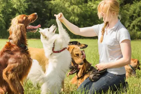 Mujer entrenar a tu perro en un campo verde con varios perros, uno blanco le da la pata.
