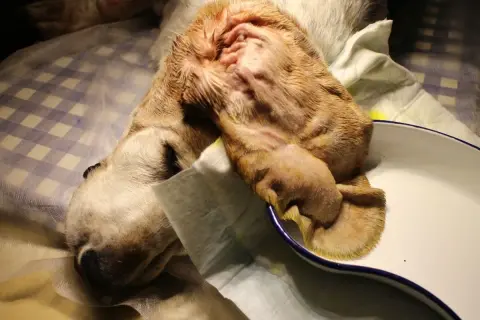 Ein Hund mit einem blutigen Ohr liegt auf einer Decke. Das Ohr ist geschwollen und wund, möglicherweise nach einer Verletzung oder Operation.