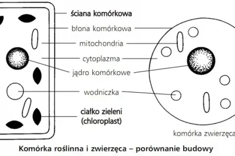 Czym różni się komórka roślinna od zwierzęcej? Kluczowe różnice, które musisz znać