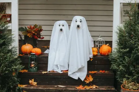Jak zrobić ozdoby Halloween? Proste DIY dla każdego!