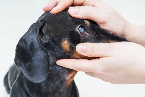 Manos examinando el ojo de un perro salchicha con opacidad, posible signo de glaucoma en perros.