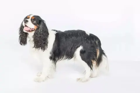 Cavalier King Charles Spaniel: sierść czy włos? Pielęgnacja i alergie