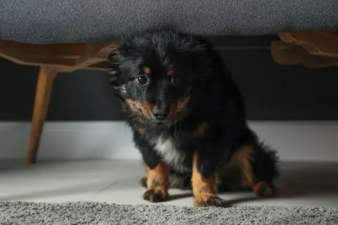 Perro negro y marrón asustado se esconde bajo un sofá. Sus ojos reflejan el miedo, parece que mi perro me tiene miedo.