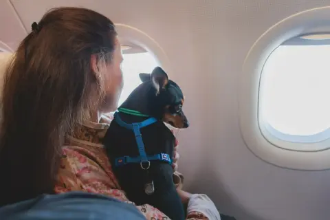 Kobieta z psem w szelkach siedzi przy oknie samolotu. Czy Ryanair przewozi psy? Tak, ten mały podróżnik leci z nią!