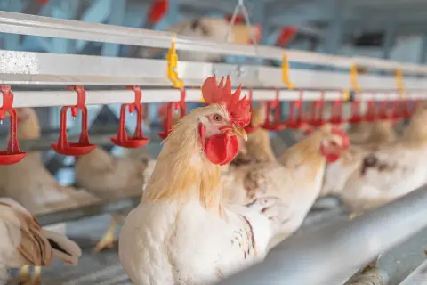 Ein junges Huhn blickt neugierig in die Kamera, während andere Hühner im Hintergrund in einem modernen Stall sitzen.