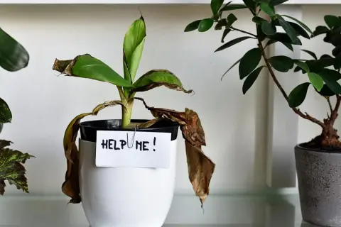 Roślina w doniczce z kartką "HELP ME!" pokazuje, ile wytrzymają kwiaty bez wody. Liście są suche i brązowe.