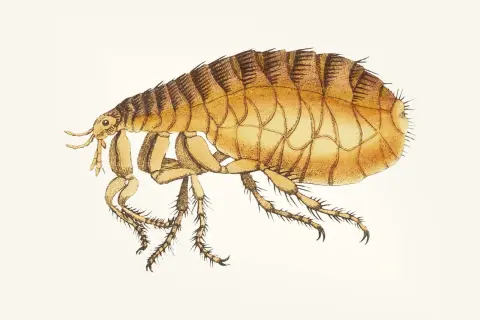 Ilustracja przedstawia pchłę ludzką i zwierzęcą, szczegółowy rysunek owada z widocznymi odnóżami i segmentowanym ciałem.