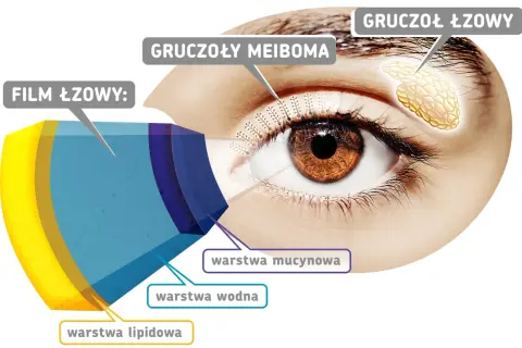 Anatomia zdrowego oka: film łzowy z warstwą lipidową, wodną i mucynową, gruczoły Meiboma i gruczoł łzowy.