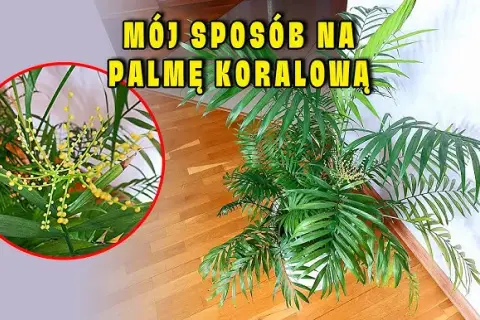 Jak kwitnie palma: sekrety kwitnienia i pielęgnacji różnych gatunków