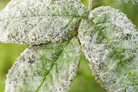 Gröna blad täckta av ett pudrigt, vitt lager som ser ut som vitt i jorden. En svampsjukdom har drabbat växten.