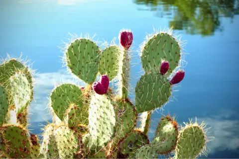 Opuntia ficus indica mit leuchtend roten Früchten vor blauem Wasser.