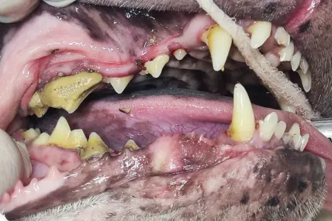 Boca de perro con sarro severo. Consulta el precio de limpieza dental para perros y mejora su salud bucal.