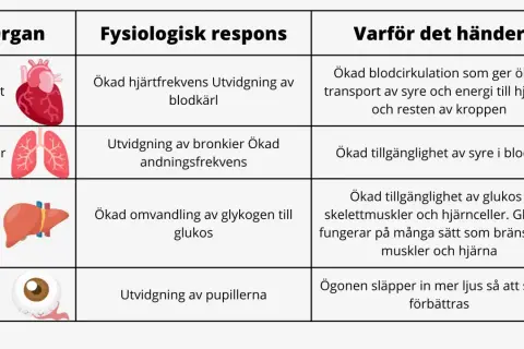 Tabell som visar kroppens fysiologiska respons vid stress: hjärtat pumpar snabbare, lungorna vidgas, levern frigör glukos och ögonen vidgas för bättre syn.