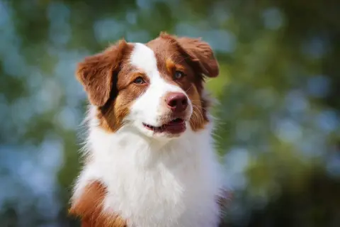 Ein wunderschöner Collie Australian Shepherd Mix mit braun-weißer Fellzeichnung blickt neugierig in die Ferne.