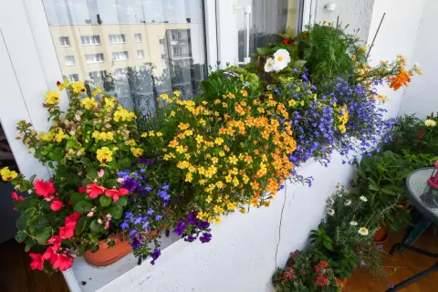 Kolorowe kwiaty na balkon wschodni: żółte, pomarańczowe, czerwone i niebieskie tworzą barwną kompozycję.