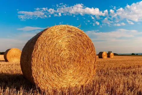 Złote baloty siana na polu pod błękitnym niebem. Zastanawiasz się, ile waży balot siana?